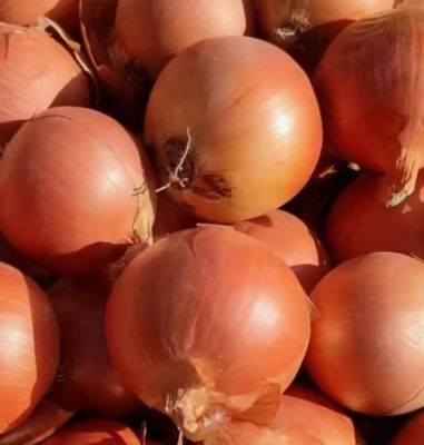 Fresh onion whole for Your Business Round and  Packed in Mesh Bags Cartons PVC Boxes or Vacuum Packs
