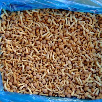 과일 냉동 버섯 IQF 냉동 나메코