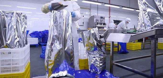 고품질 냉동 라즈베리 대량 냉동 라즈베리 대량 포장 과일 11