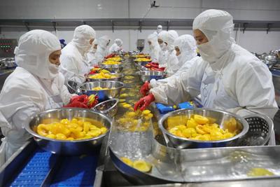 IQF 유기농 황도 반달 냉동 과일 달콤한 맛 대량 포장 보존수 펄프 통째 큐브 다이스 반달형 가능 7