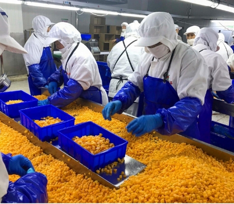 시노차름 4성 제품 BRC-A 신선한 노란색 피치 10x10mm 냉동 된 덩어리 과일 큐브 IQF 노란색 피치 덩어리 3