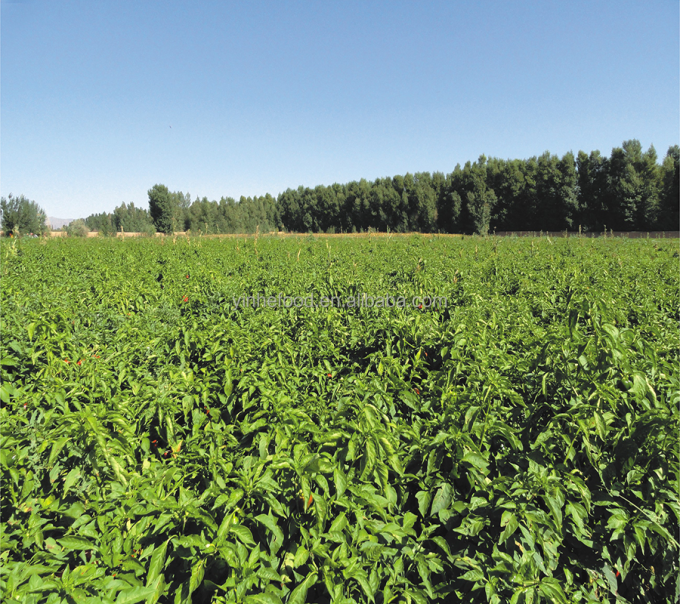 IQF 유기농 황도 반달 냉동 과일 달콤한 맛 대량 포장 보존수 펄프 통째 큐브 다이스 반달형 가능 9