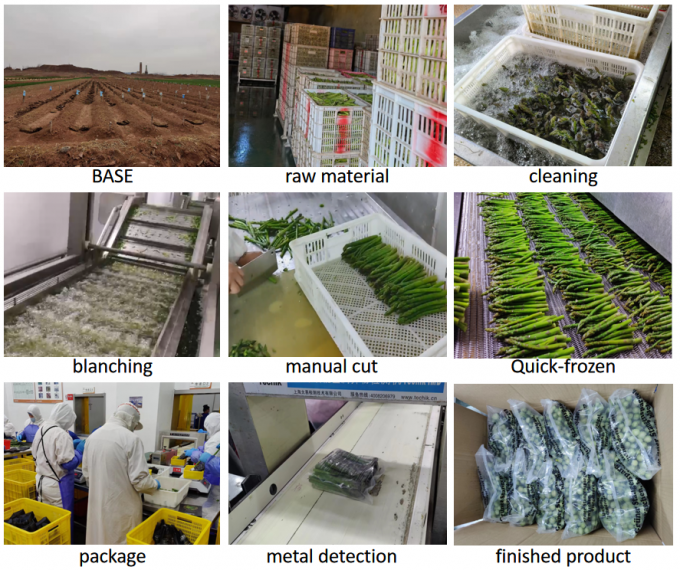 아스파라거스 창 Esparragos Espargos 냉동 채소 IQF 냉동 그린 아스파라거스 씨앗 A 등급 대량 포장 아스파라거스 가격 4