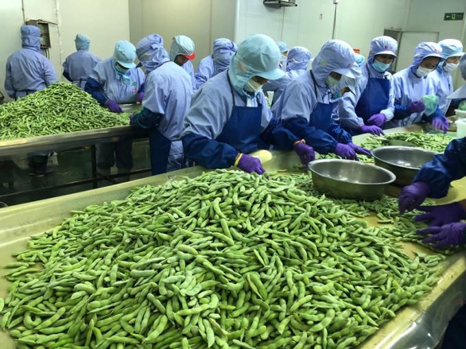 중국 공급자 소아 콩 IQF 냉동 에다마메 껍질 3