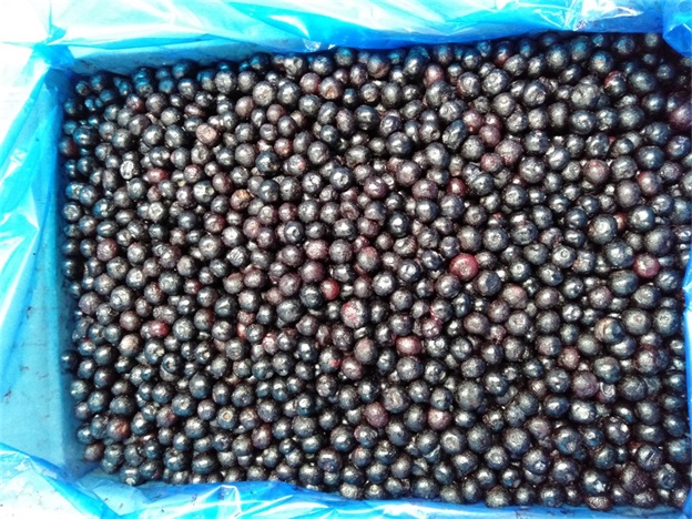 IQF 냉동 전체 블루베리 프리미엄 베이킹 및 스무디 토핑 2