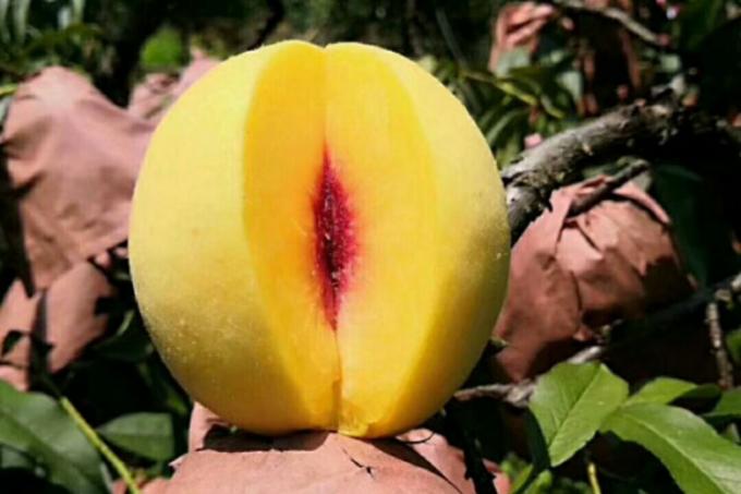 IQF 유기농 황도 반달 냉동 과일 달콤한 맛 대량 포장 보존수 펄프 통째 큐브 다이스 반달형 가능 1