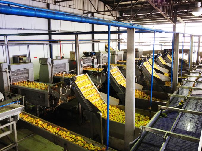 고품질 IQF 냉동 어브리코트 반 핫 판매 대용 및 소매 공장 가격 물 보존 대량 포장 4