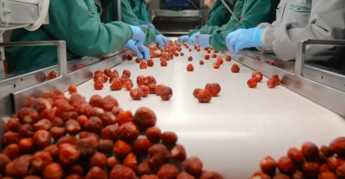 고품질 IQF 냉동 어브리코트 반 핫 판매 대용 및 소매 공장 가격 물 보존 대량 포장 3