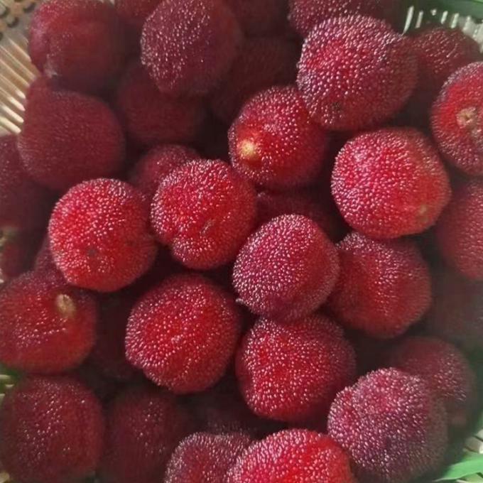 냉동 과일 IQF 붉은 둥근 양메이 베이베리 공장 가격 대량 냉동 백스베리 3