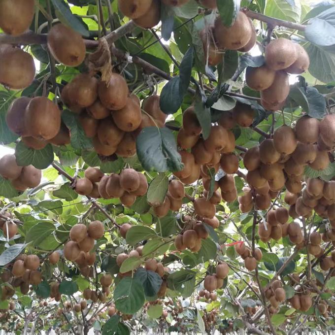 키위 과일 냉동 과일 냉동 키위 볼 품질 자연 2