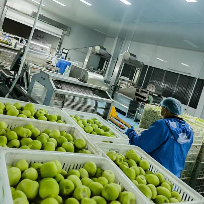 키위 과일 냉동 과일 냉동 키위 볼 품질 자연 4