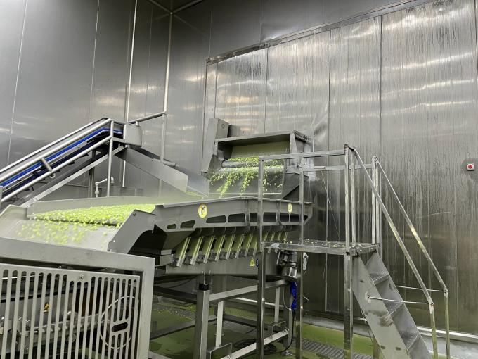 고품질 신선 냉동 라즈베리, 주스, 디저트, 밀크셰이크를 위해 달콤한 맛을 위해 손으로 수확 10