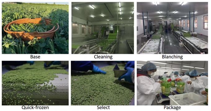 소매업자 IQF 냉동 녹색 당근 10kg 400gm 포장 3