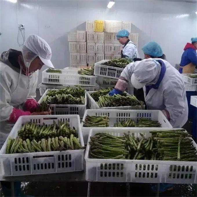 공장 인증 품질 제조 IQF 냉동 아스파라거스 7