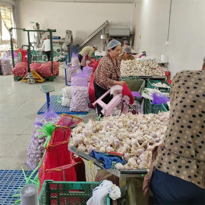 신선한 중국산 4P 순백 마늘 저렴한 가격 도매용 신선 채소 3