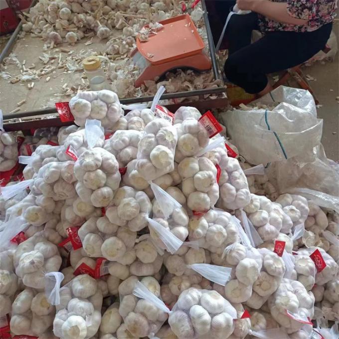 신선한 중국산 4P 순백 마늘 저렴한 가격 도매용 신선 채소 5